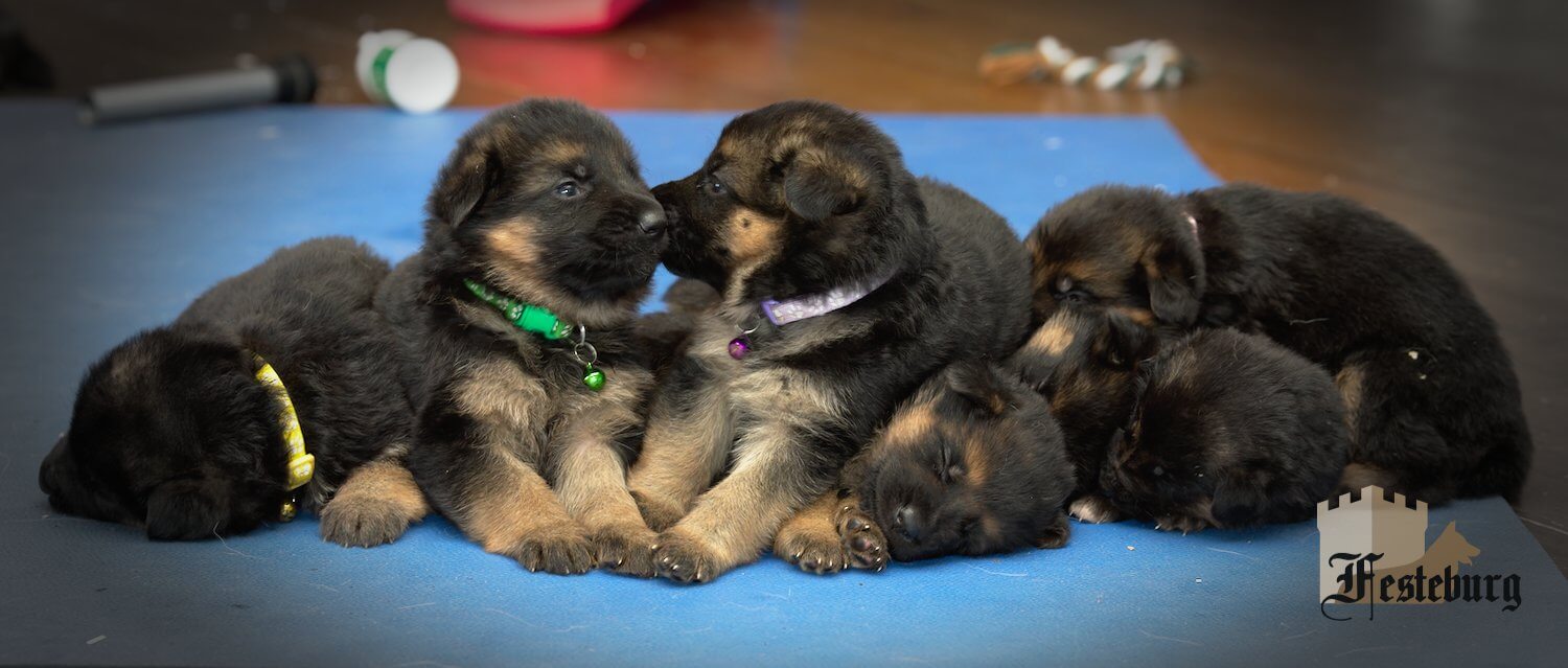 Read more about the article Kelsa’s adorable puppies