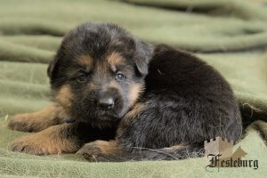Read more about the article Kelsa’s puppies are here