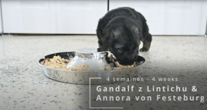 Read more about the article Puppies are 4 weeks old!