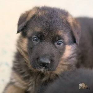 Read more about the article Puppies are so cute!