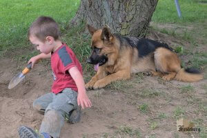 Read more about the article A boy and his dogs