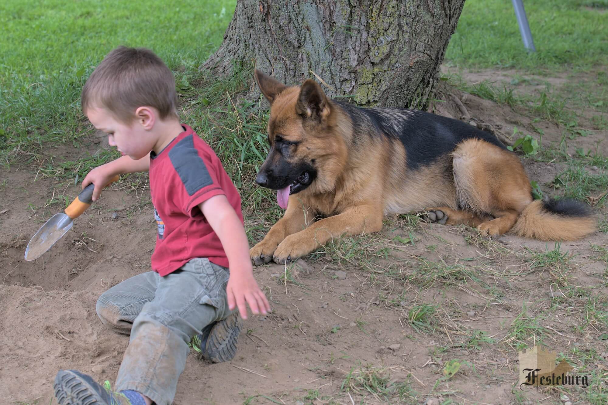 Read more about the article A boy and his dogs