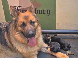 Read more about the article Newborn puppies