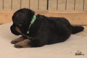 Read more about the article More puppy cuteness…