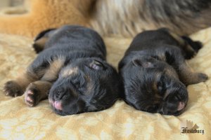Read more about the article Ajla’s puppies