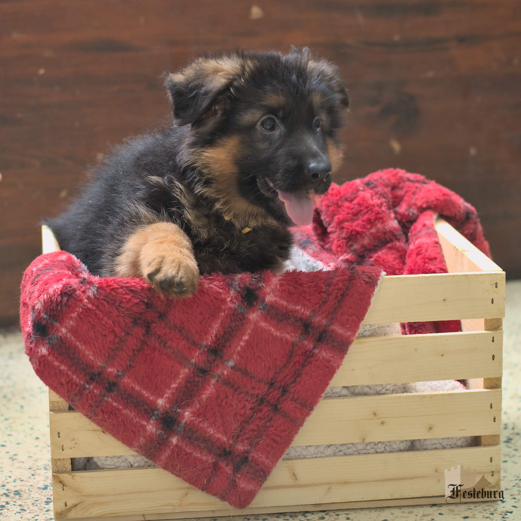 Read more about the article Nadja