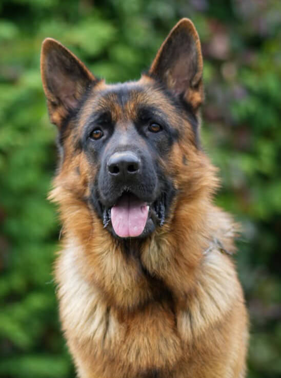 Nash von Viadei